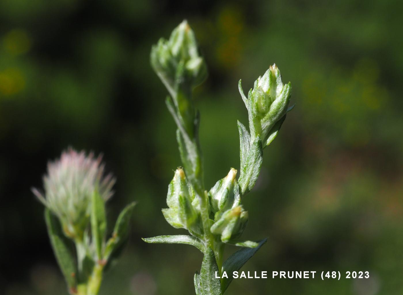 Cudweed, Slender flower